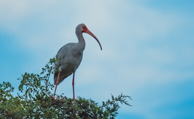 Shorebirds of the South