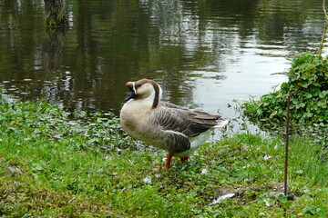 Goose by the water