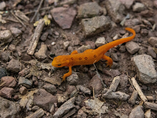 small spotted lizard 