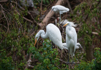 Shorebirds of the South