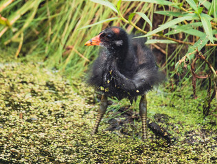 Shorebirds of the South