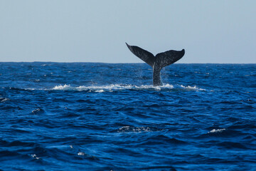 BALLENA JOROBADA