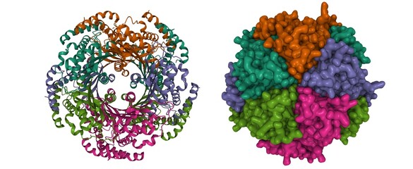 Structure of human GTP cyclohydrolase I, 3D cartoon and Gaussian surface models, chain id color scheme, based on PDB 6z87, white background