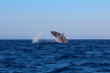 Fototapeta premium SALTO DE BALLENA JOROBADA