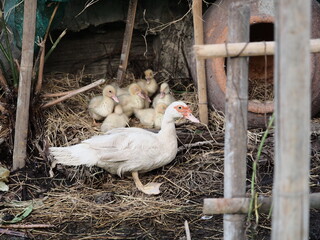 female Barbary duck protect small duckling in local farm