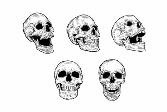 Anatomically correct human skulls set isolated. Hand drawn line vector illustration.