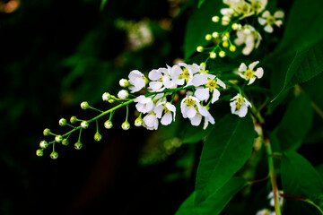 flowers in the forest