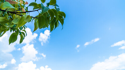 夏の空