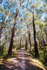 Lilydale to Warburton Rail Trail in Australia