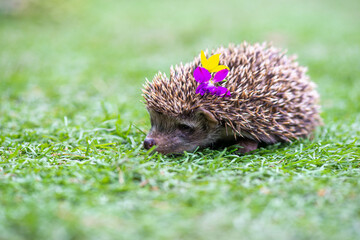 funny hedgehog in a meadow with flowers on thorns