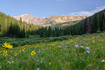 Wildflowers in an alpine meadow