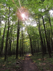 Sun shining through forest canopy 