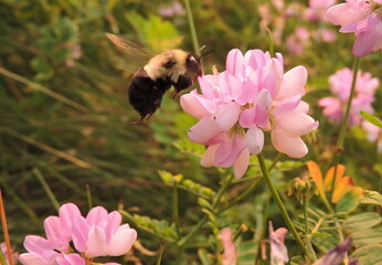 bumblebee pollinating pink wildflower