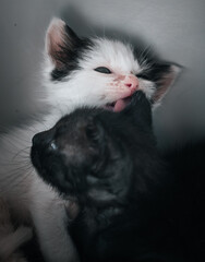 Gatos blanco y negro