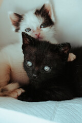 Gatos blanco y negro
