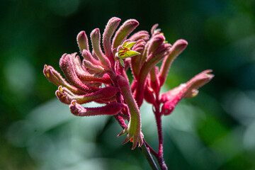 close up stamens