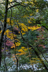 広島県山野峡、紅葉への変化。