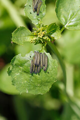 caterpillar on leaf
