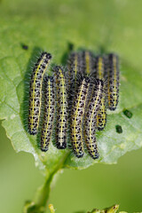 close up of caterpillar