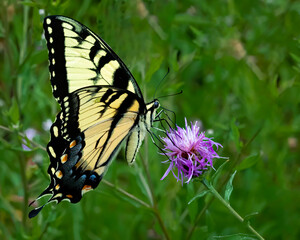 Yellow swallowtail butterfly on a flower III