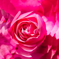 バラの花クローズアップ（ピンク色）