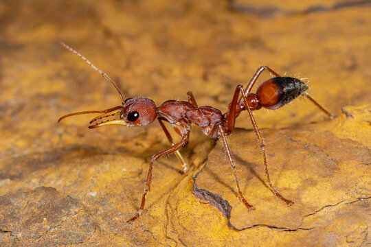 Australian Bull or Bull Dog ant