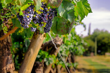 Clusters of purple grapes hanging in a vineyard in Cafayate, Salta, Argentina