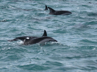 dolphins at Kaikoura NZ