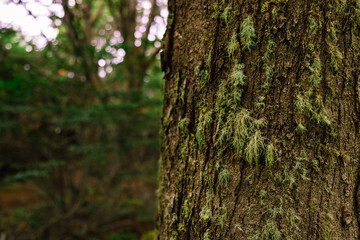 Close-up of moss on a tree trunk in a forest in Ushuaia, Argentina