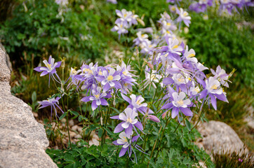 Wild columbines along the trail