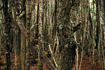 Close-up of tree trunk in Tierra del Fuego National Park (Ushuaia, Argentina)