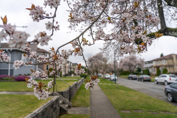 Cherry blossom full bloom in Vancouver city residential avenue. BC, Canada.