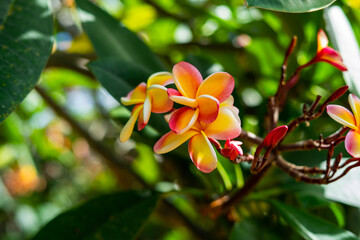 Koko Head Botanical Garden Plumeria trees flowers