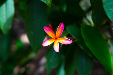 Fototapeta premium Koko Head Botanical Garden Plumeria trees flowers