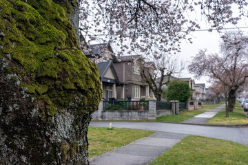 Cherry blossom full bloom in Vancouver city residential avenue. BC, Canada.