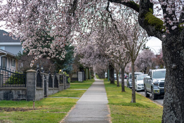 Fototapeta na wymiar Cherry blossom full bloom in Vancouver city residential avenue. BC, Canada.