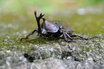 捕獲後、地面に置いて撮影した雄のカブトムシ