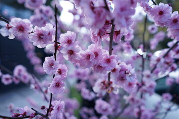 pink flowers in spring time