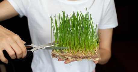 A woman cuts off a sprouted micro green wheat with scissors. Sprouted wheat grains, micro-green in...