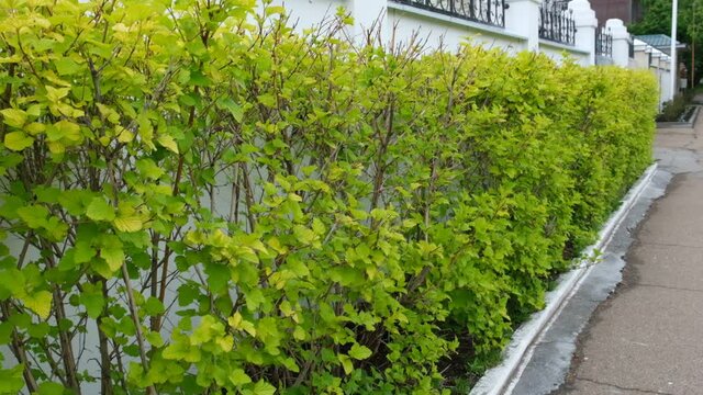 Nicely trimmed and landscaped bushes Green fence. Landscape trimming design.