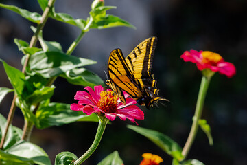 mariposa, insecto, flor, naturaleza, verano, animal, macro, alas, beldad, anaranjada, huerta, fauna, primavera, monarca, flor, fábrica, insecto, bicho, close-up, variopinto, color, bragueta, hermoso, 