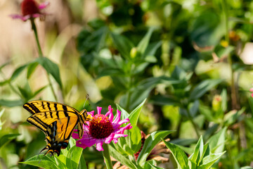 mariposa, insecto, flor, naturaleza, verano, animal, macro, alas, beldad, anaranjada, huerta, fauna, primavera, monarca, flor, fábrica, insecto, bicho, close-up, variopinto, color, bragueta, hermoso, 