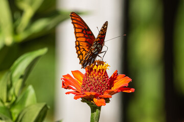 mariposa, insecto, flor, naturaleza, verano, animal, macro, alas, beldad, anaranjada, huerta, fauna, primavera, monarca, flor, fábrica, insecto, bicho, close-up, variopinto, color, bragueta, hermoso, 