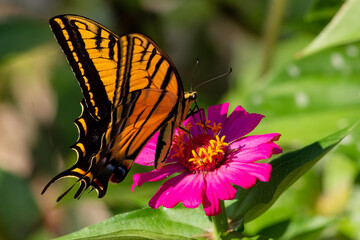 mariposa, insecto, flor, naturaleza, verano, animal, macro, alas, beldad, anaranjada, huerta, fauna, primavera, monarca, flor, fábrica, insecto, bicho, close-up, variopinto, color, bragueta, hermoso, 