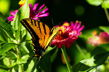 mariposa, insecto, flor, naturaleza, verano, animal, macro, alas, beldad, anaranjada, huerta, fauna, primavera, monarca, flor, fábrica, insecto, bicho, close-up, variopinto, color, bragueta, hermoso, 