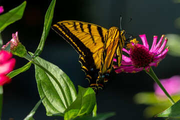 mariposa, insecto, flor, naturaleza, frac, verano, alas, animal, macro, bragueta, huerta, amarilla,...