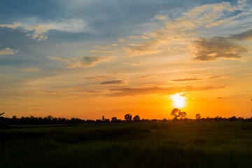 Obraz na płótnie Canvas The beauty of the rice fields at sunset