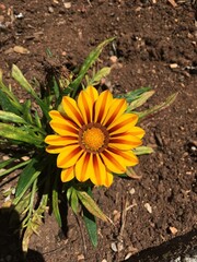 Gazania (African daisies)