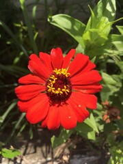 Red Zinnia Flower