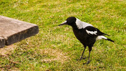 Australian Magpie, Great Ocean Road, Victoria, Australia